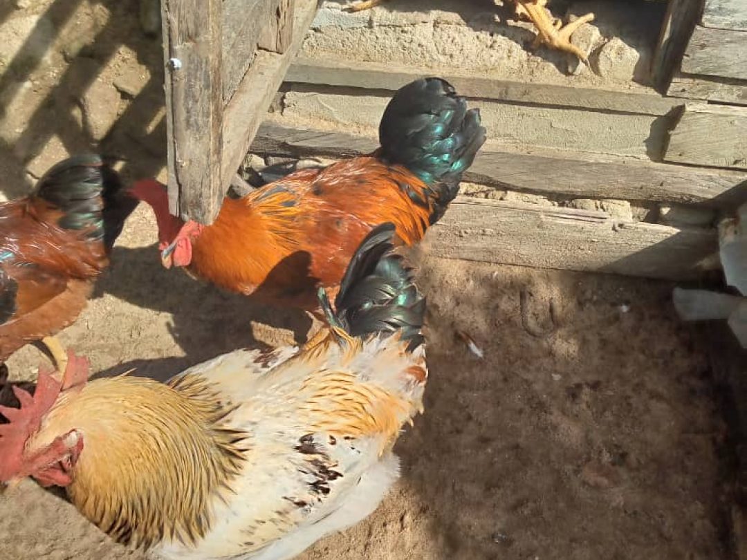 WhatsApp Image 2025-05-16 at 00.44.53 (1)