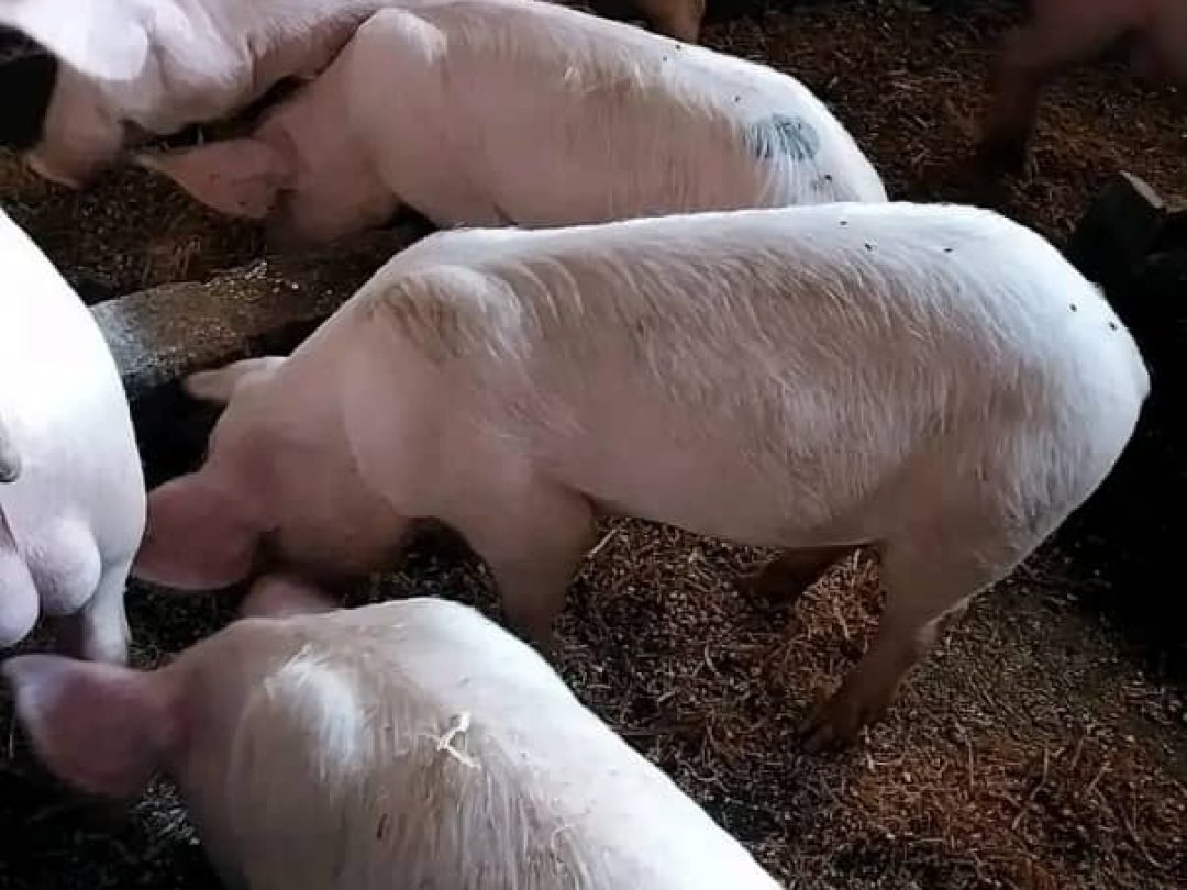 WhatsApp Image 2025-05-16 at 00.44.53 (3)